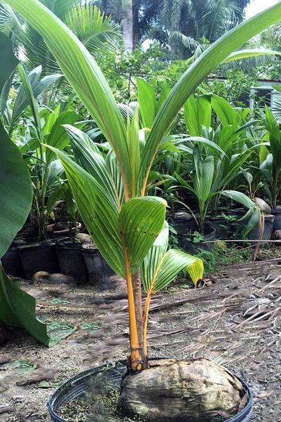 pagoda point China Palm Plant