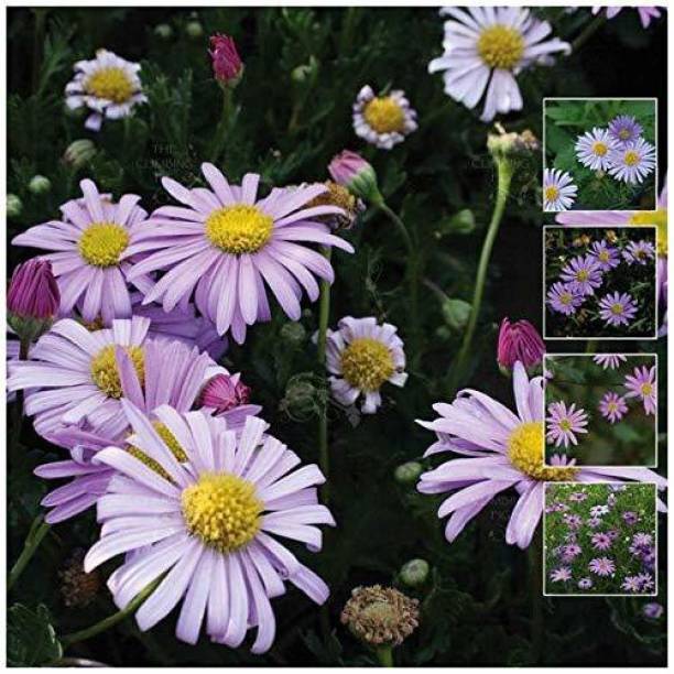 Lorvox Daisy- Pomponent Mixed Flower Seed