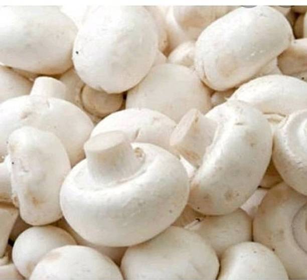 Mozette Mushroom Herb Seed