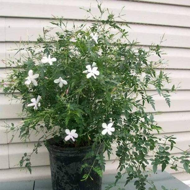 Saeedia plant hub Jasmine Plant