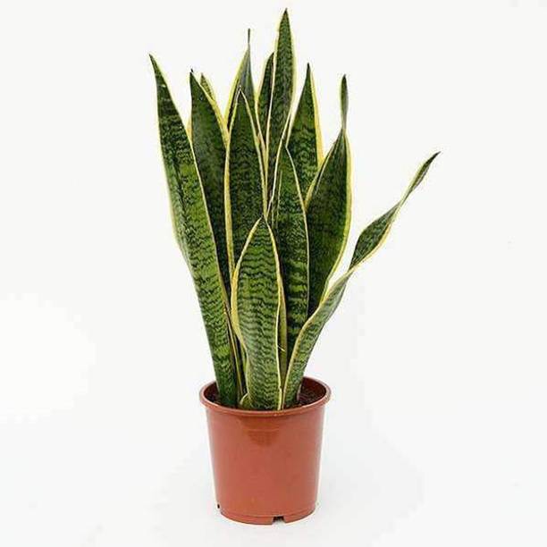 EarthAngel Snake Plant