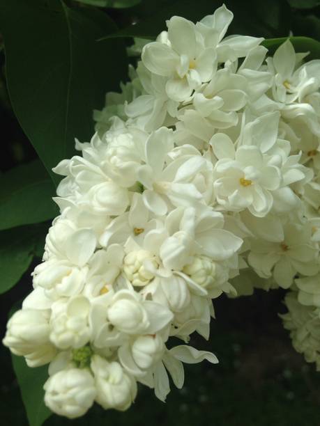 Aquinnah Jasmine Plant