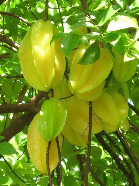 Angel Star Fruit Carambola Grafted Plant