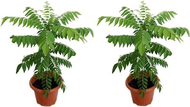 GLOBAL GREEN Curry Leaf Plant