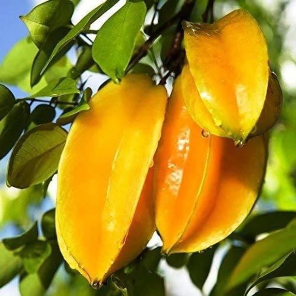 Ukanda Star Fruit Carambola Grafted Plant