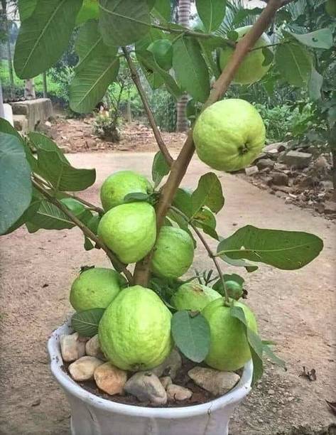 Cloud Farm Guava Plant