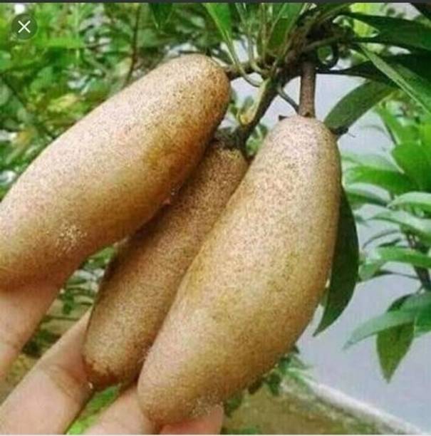 Greenery Nursery Chiku Plant