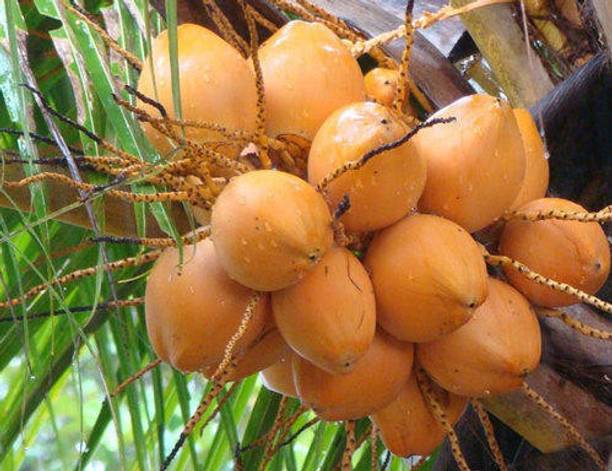 Risenshine Coconut Plant