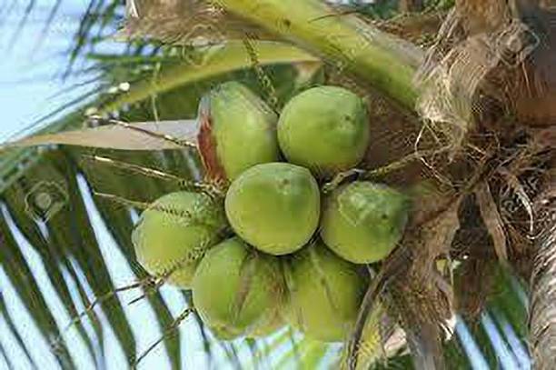 Fulmala Nursery Coconut Plant