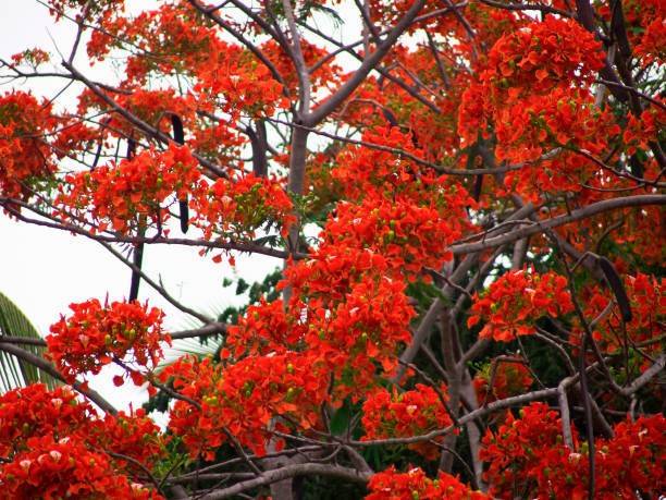 VIJAY GREENERY Heart Leaf Oxycardium Plant