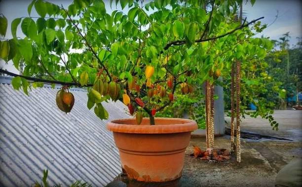 Cloud Farm Star Fruit Carambola Grafted Plant