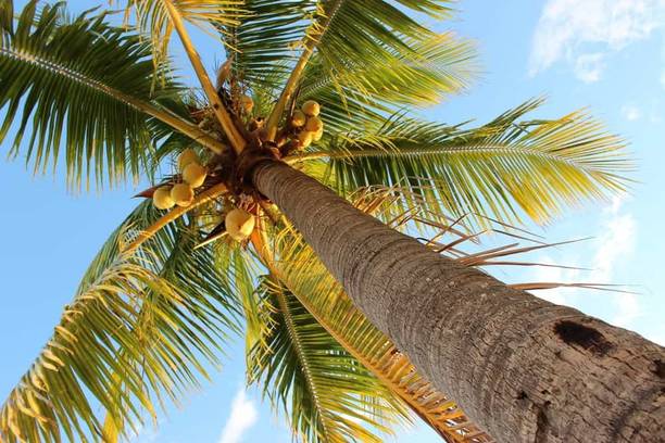 PB REBA PLANT Coconut Plant