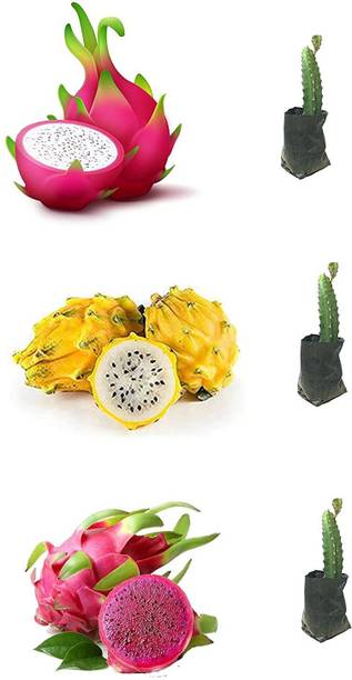 MoonSitara Dragon Tree