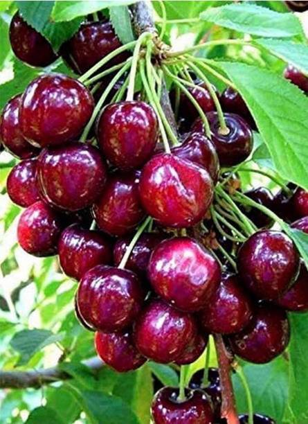 VIJAY GREENERY Cherry Fruit Plant