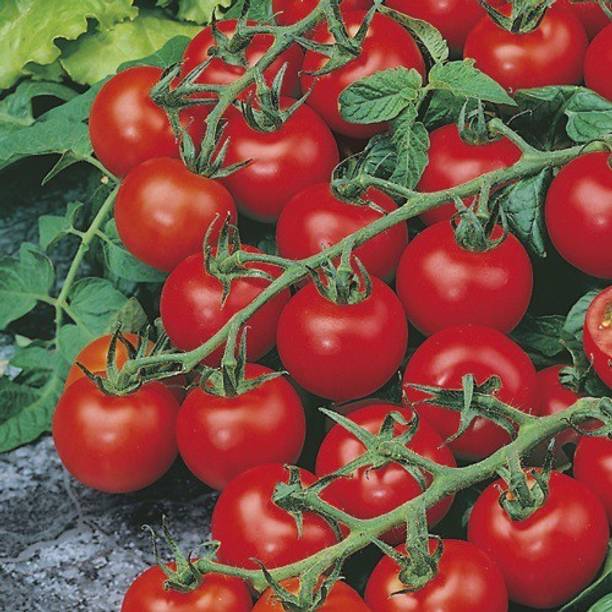 ALPINE HYBRIDE SEEDS Tomatoseeds,seeds,vegetbleseeds Seed