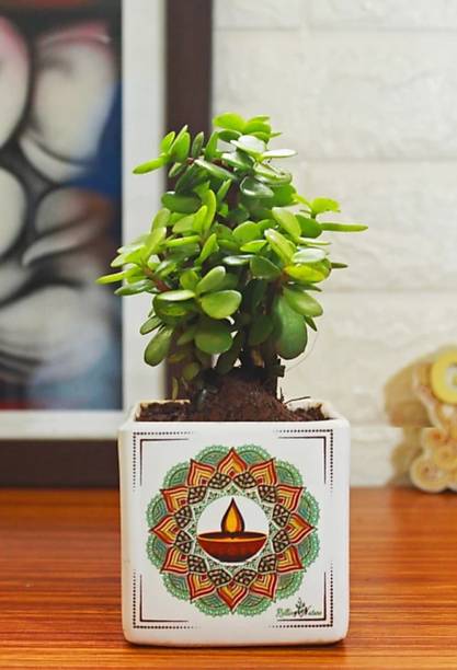 ROYAL NURSERY Jade Plant