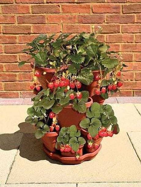 My Dream Nursery Strawberry Plant