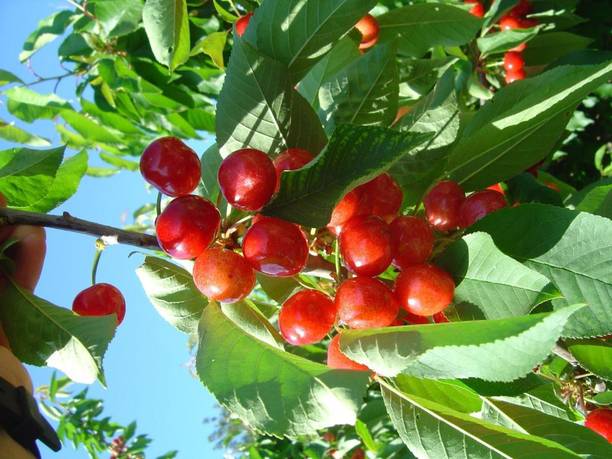 Cloud Farm Cherry Fruit Plant