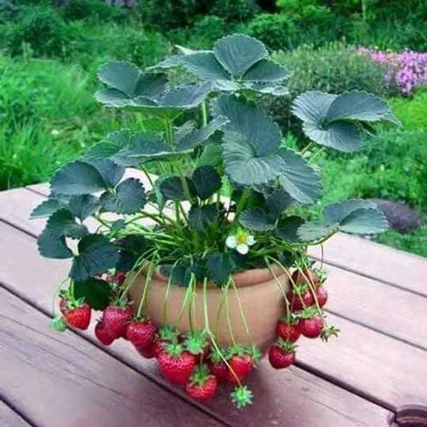JHAMPING Strawberry Plant