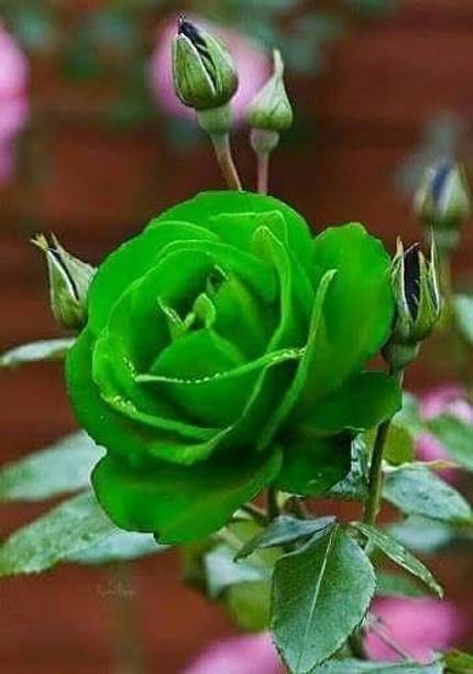 Cloud Farm Rose Plant