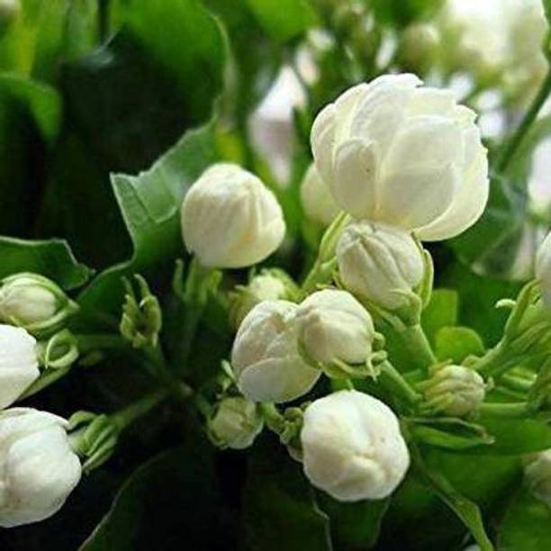 EarthAngel Jasmine Plant
