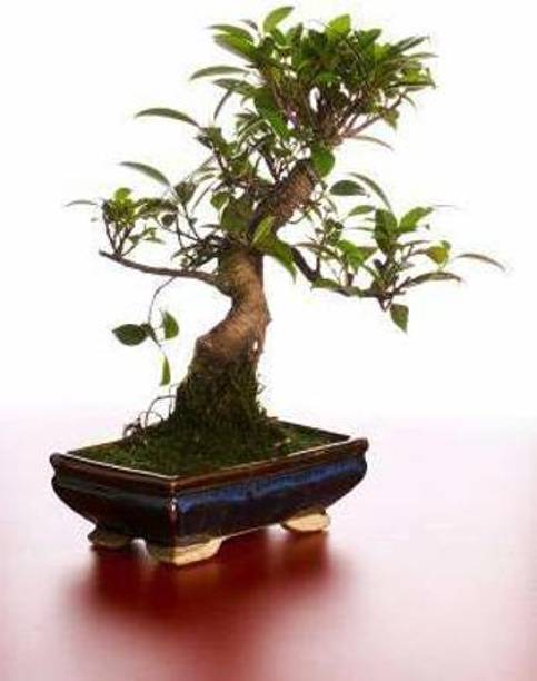GreenyOn Ficus Bonsai Plant