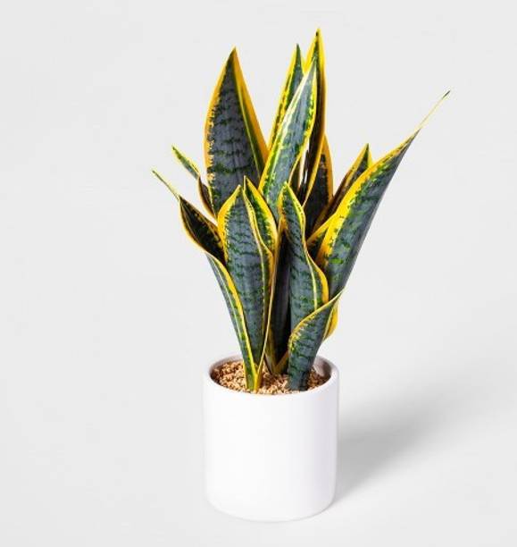 Risenshine Snake Plant