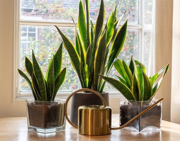 Cloud Farm Snake Plant