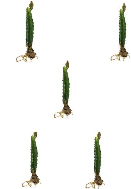 Cloud Farm Dragon Tree