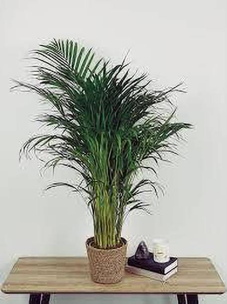 Cloud Farm Areca Palm