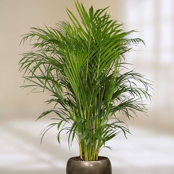Cloud Farm Areca Palm