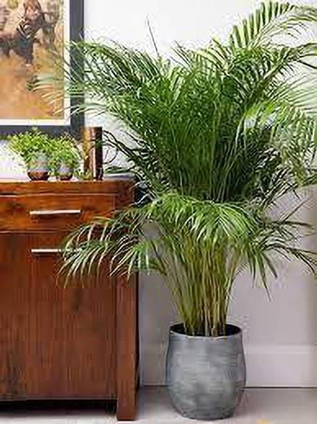 Cloud Farm Areca Palm