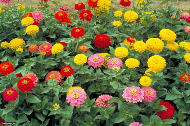 CYBEXIS XLL-1 - Zinnia elegans Lilliput Mixed - (270 Seeds) Seed