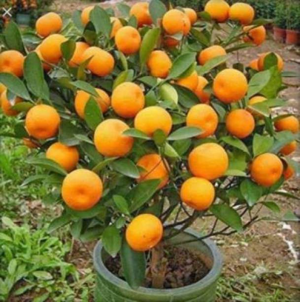 RBSENTER Orange Plant
