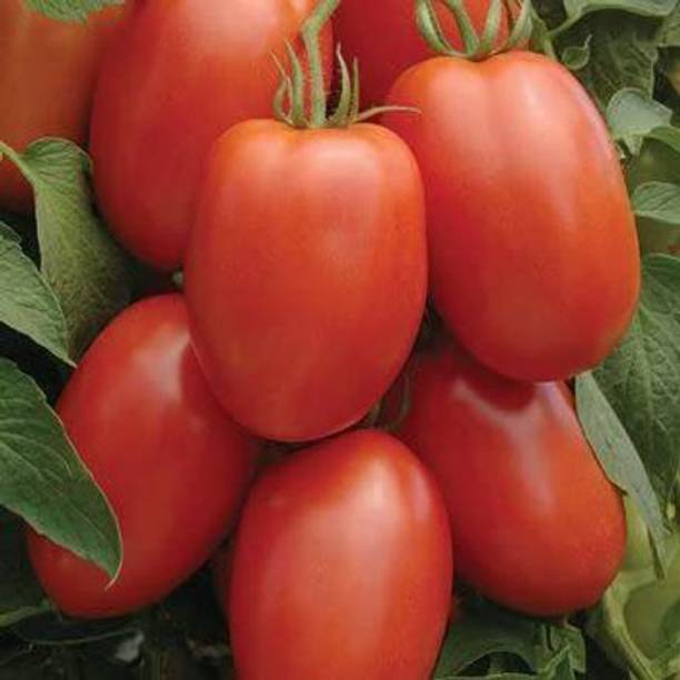 MKR Enterprises Tomato Seed