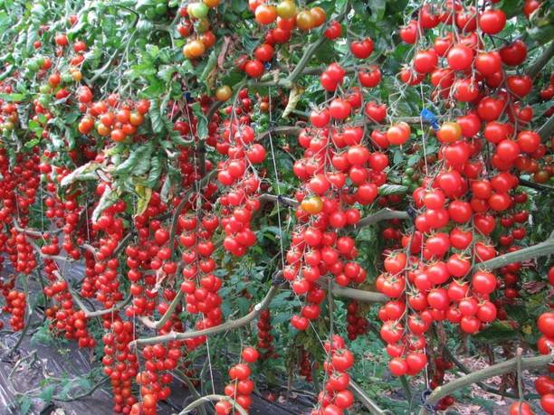MKR Enterprises Tomato Seed