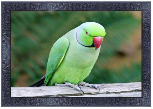 पीएनएफ Poster And Frame Parrot Wall Painting | Living, Bedroom | Best Gifting Option डिजिटल रीप्रिंट 35 inch x 10 inch पेंटिंग