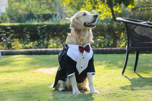 Barks & Wags Tuxedo for Dog, Cat
