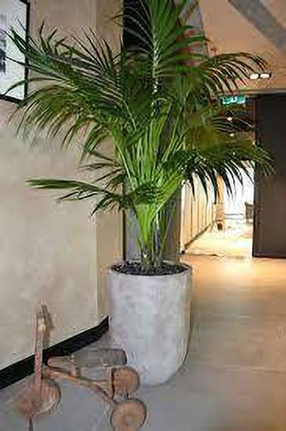 Cloud Farm Areca Palm