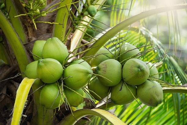 PlantShops Coconut Plant