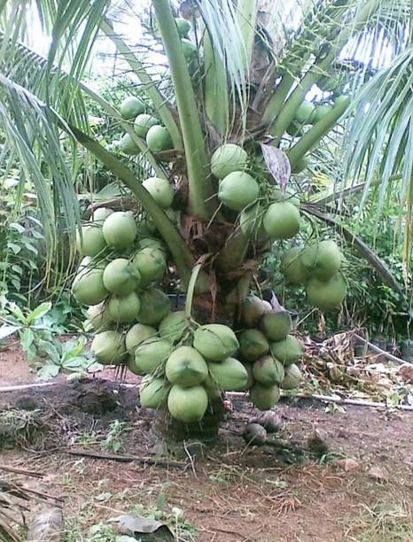 Gaach Coconut Plant