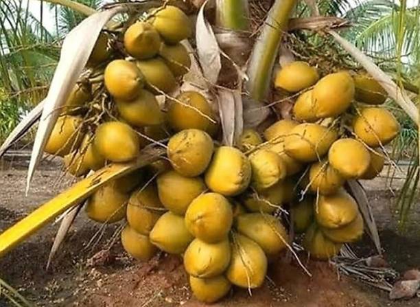 NDS Coconut Plant