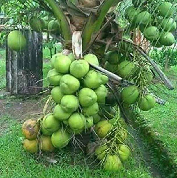 Gaach Coconut Plant