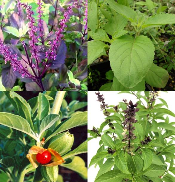 Faabiie Ashwagandha, Marwa Basil, Rama Tulsi, Krishna Tulsi Plant Seeds Combo Seed