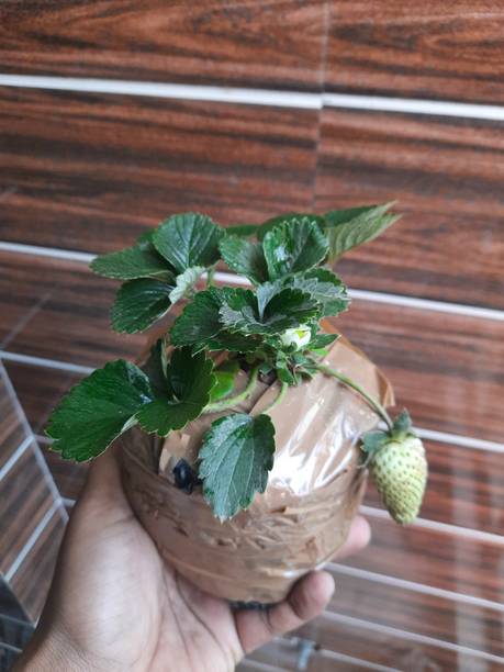 Gaach Strawberry Plant