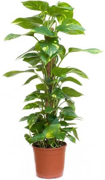 nensy Money Plant
