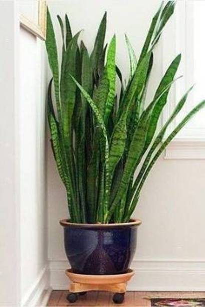Heaven Of Saplings Snake Plant