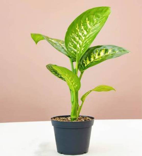 natikrd Coconut Plant