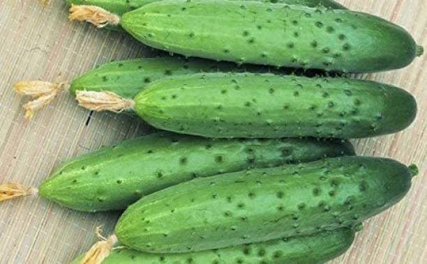 WHYGI Self-Pollinating Cucumber April F1 Heirloom Vegetable Seeds-CuC_1549 Seed