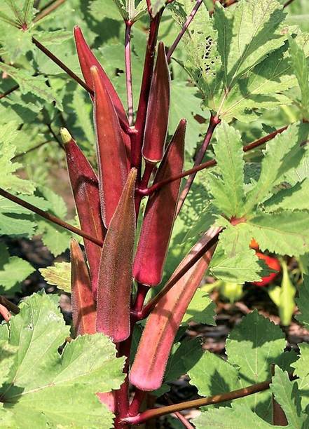 JSR Organics Red okra, lady finger, vegetable bhindi Seed